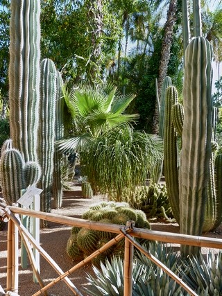 Jardin majorelle   |   33  /  47    |